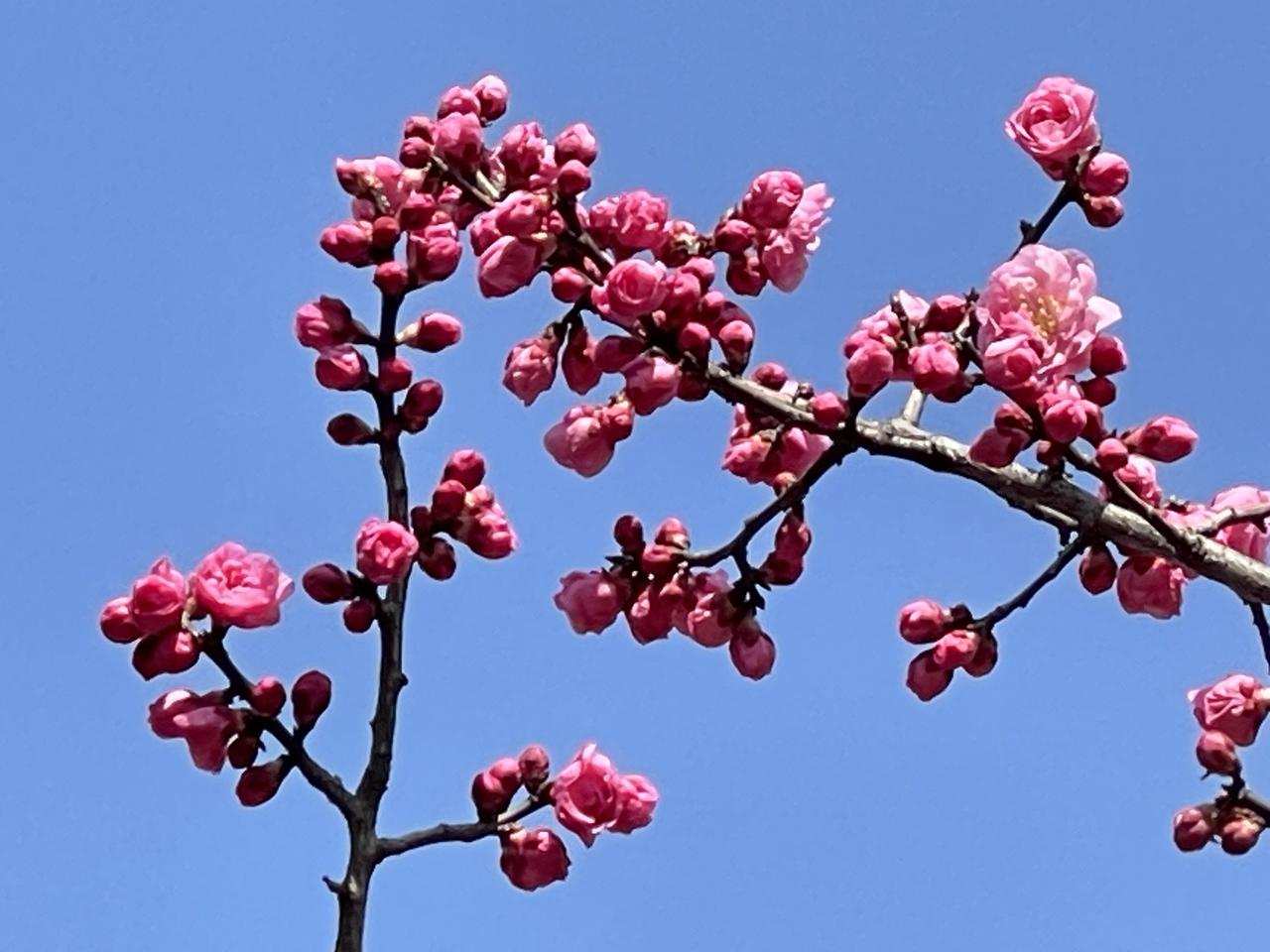 用图说话，是无尽的力量！
（图文 陈士健）