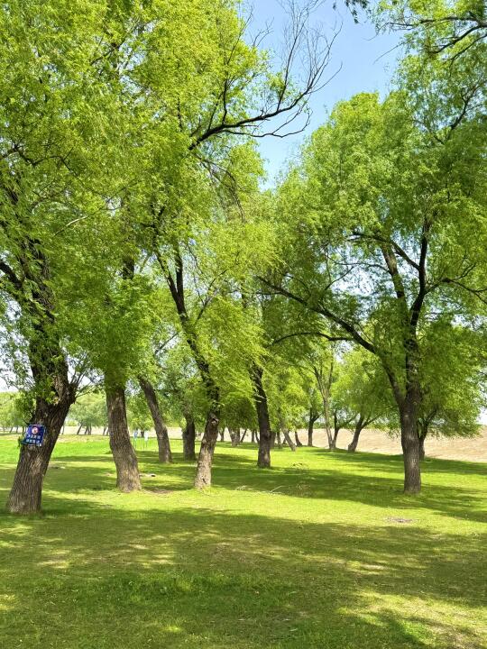 武汉…好玩的地方都是免费的🌳🍃🌴