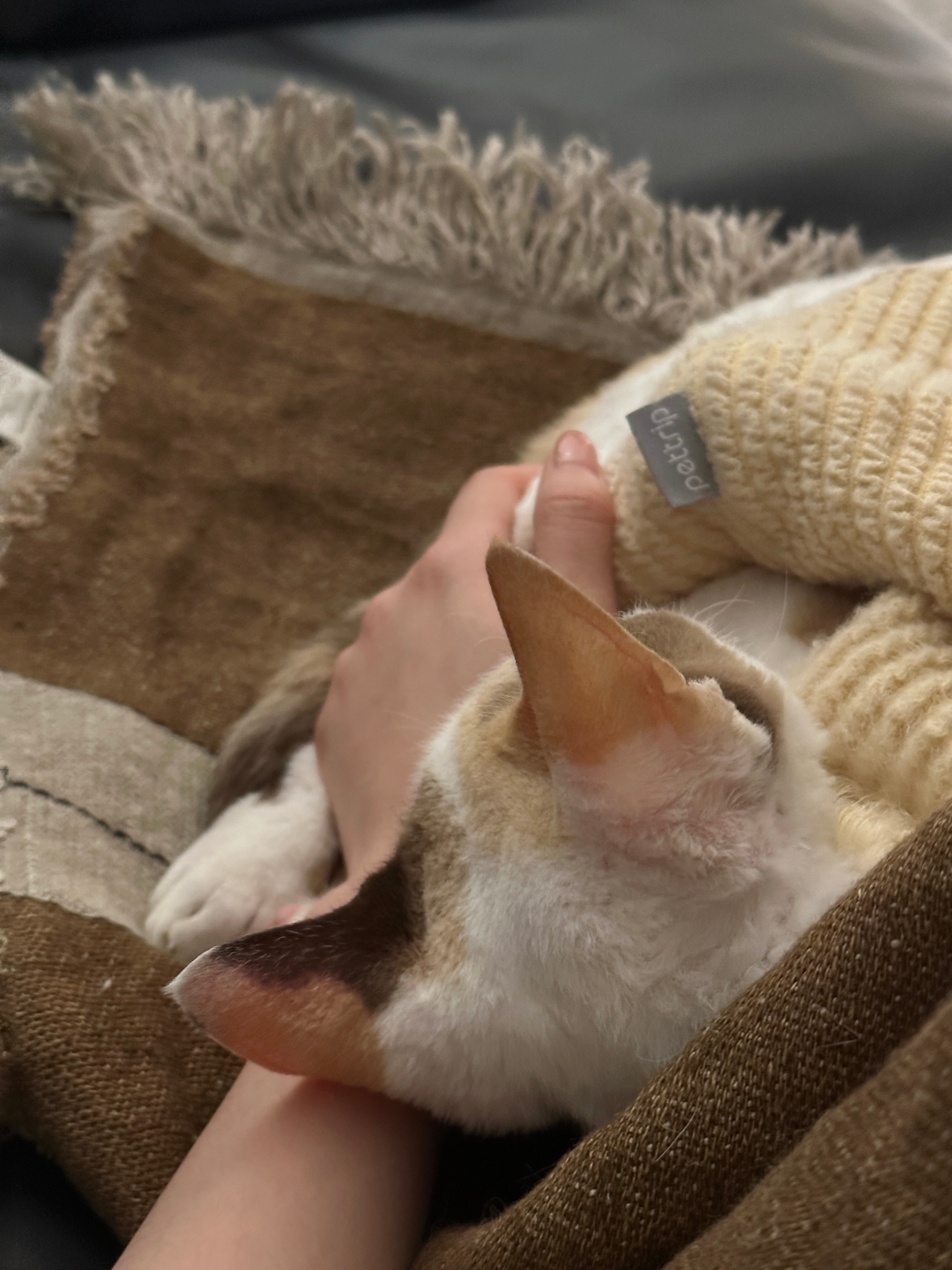 最近一些喜欢的瞬间！😌🐈🧺冬天了人都有点懒散了🦥😖😭 ​​​