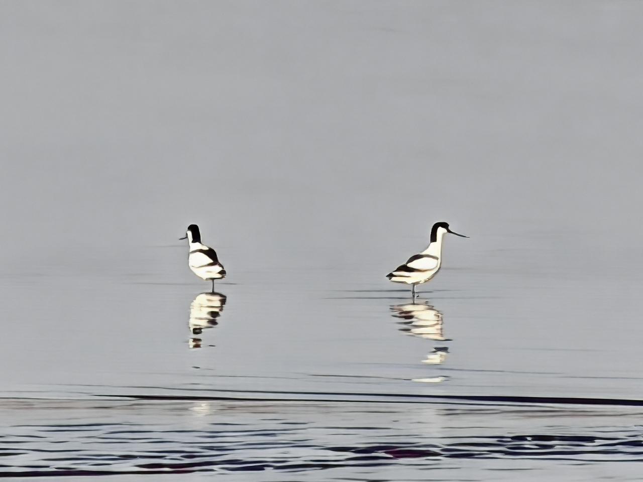 反嘴[祈祷][祈祷][祈祷]