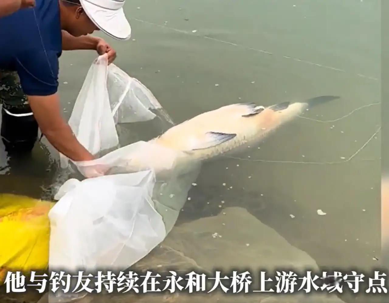 广西南宁，一男子在江边钓鱼，鱼一咬钩，他就知道上了“大货”，最后钓上一条27.5