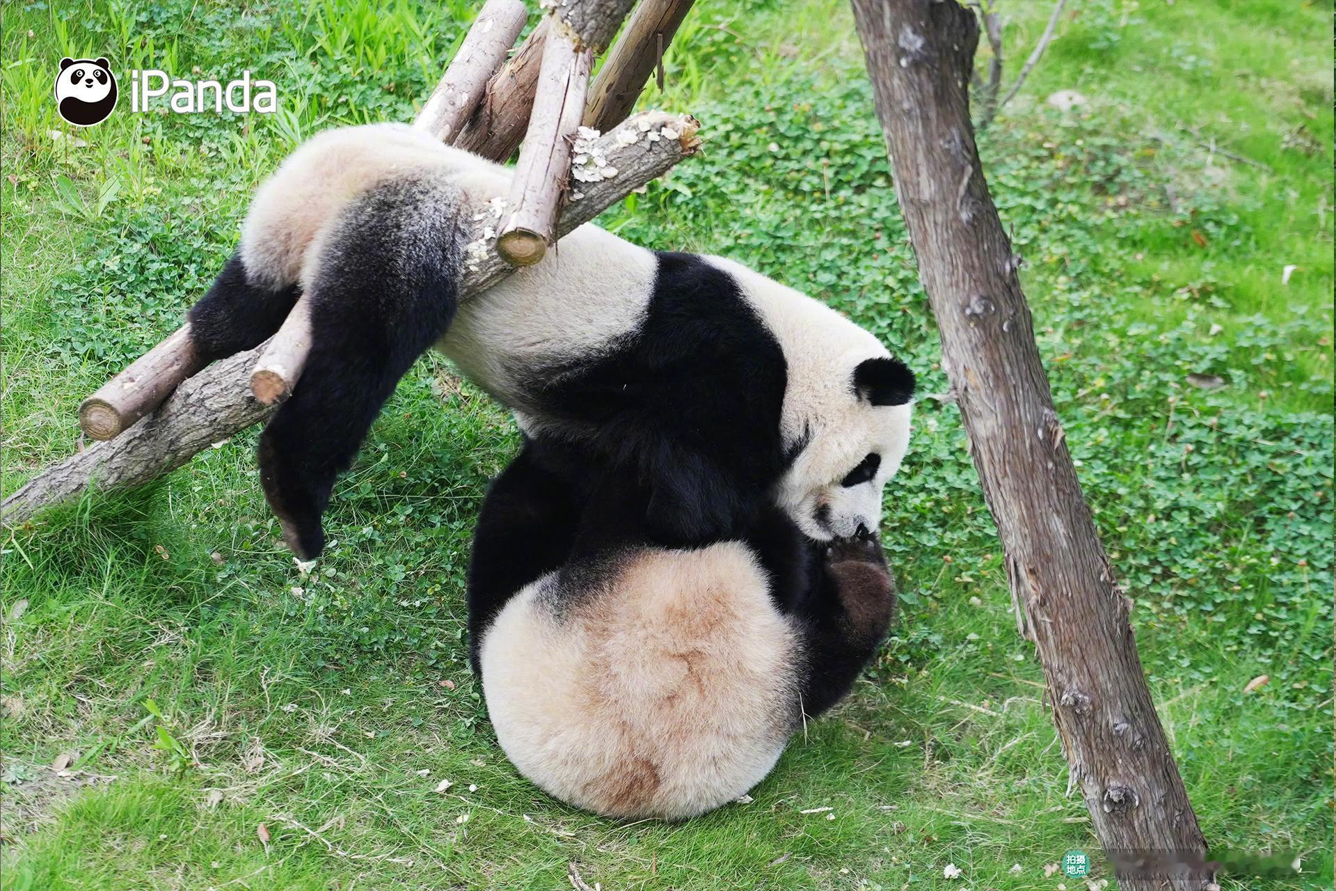 【致熊宝关心的你❤️】#今日寒露# ，“袅袅凉风动，凄凄寒露零”，滚滚暖心提示：