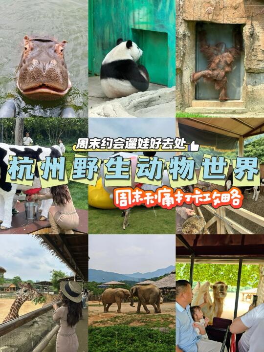 是谁！在杭野rua到了可爱的小奶牛🐮