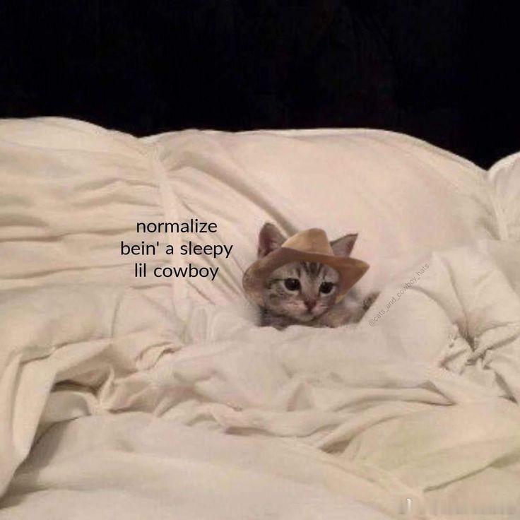 猫宁 