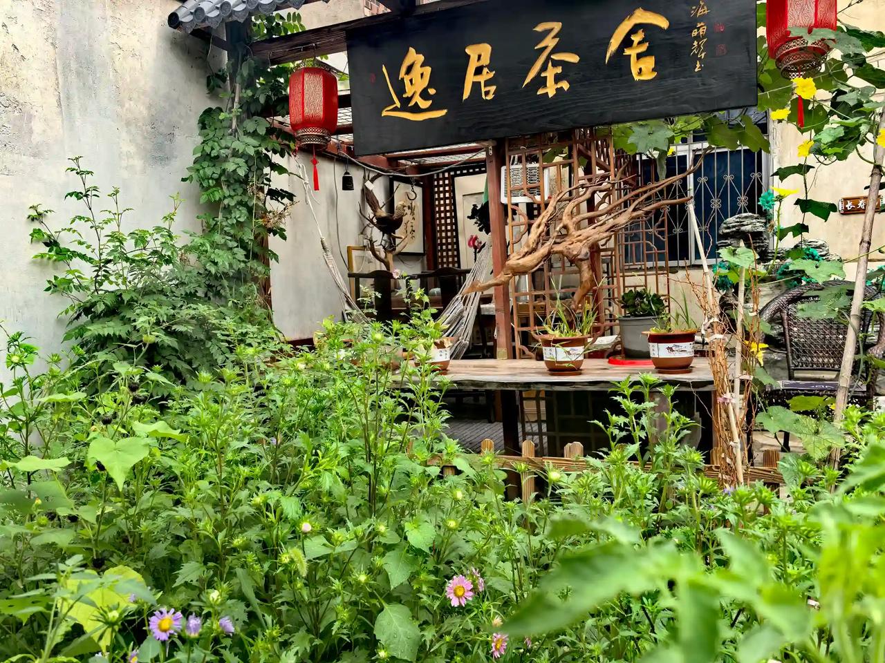 我也在老家整小院，郑州开车回去50分钟。种了菜养了花，三天回去转一转。生吃黄瓜。