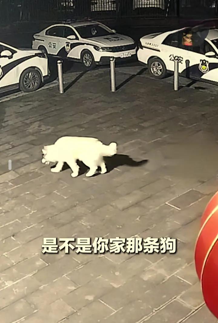 女子报警寻狗时，民警突然指了指她身后
 宠物莫名走失，主人匆忙奔赴派出所求助，一