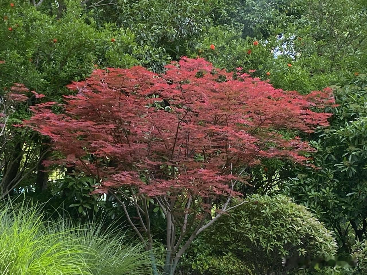 真心话茶局夏天叶红情意浓，快来感受这大自然的色彩盛宴吧！🍁🍂🍃