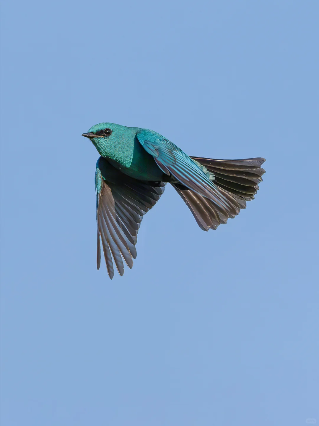 铜蓝鹟空中飞姿