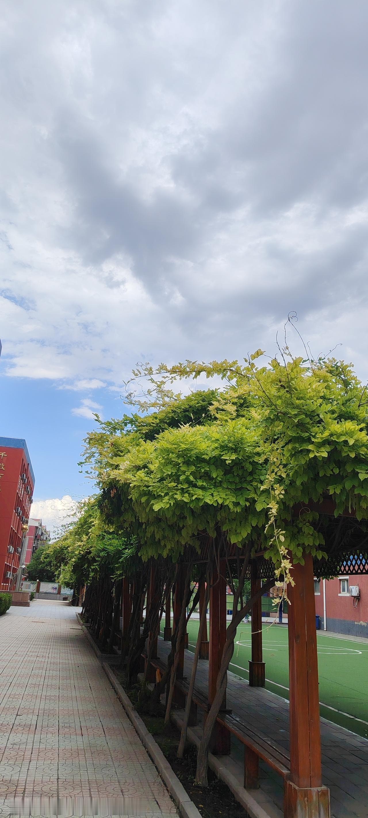 夏日生活打卡季大树迎风：狂风骤起时，刚硬的枯木往往被连根拔起，而柔韧的柳枝却随风