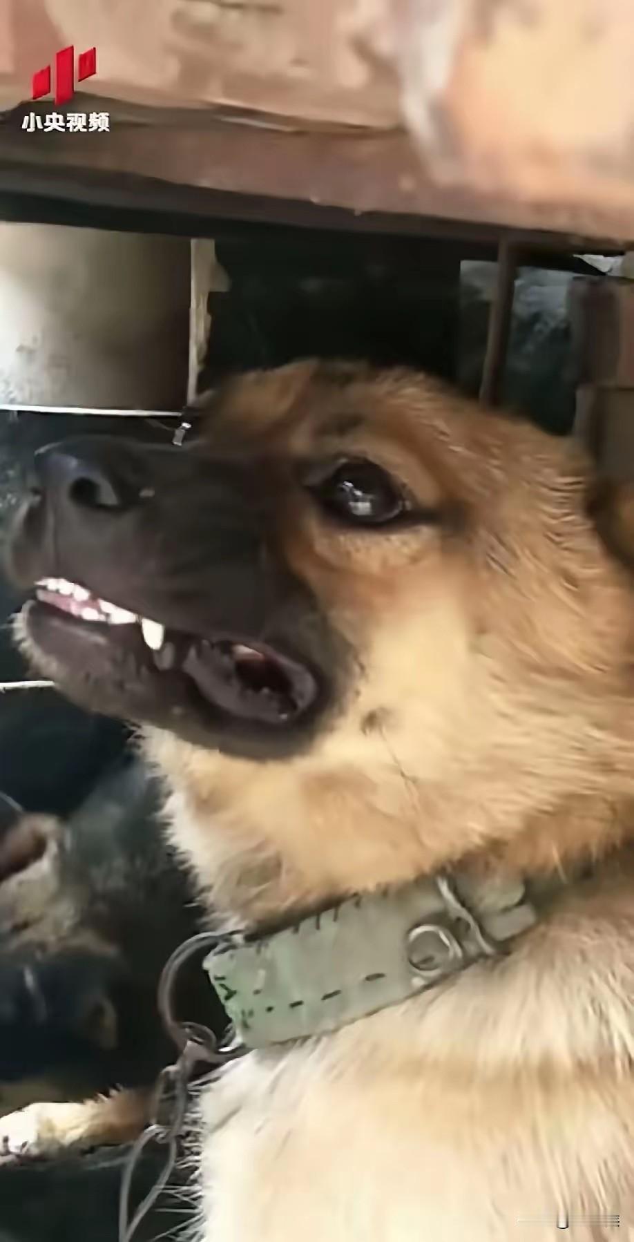 秋天已过，田园里寒风凛冽，犬类延续猫三狗四的生育规则，但总有个别爱吠吠的犬呲牙咧