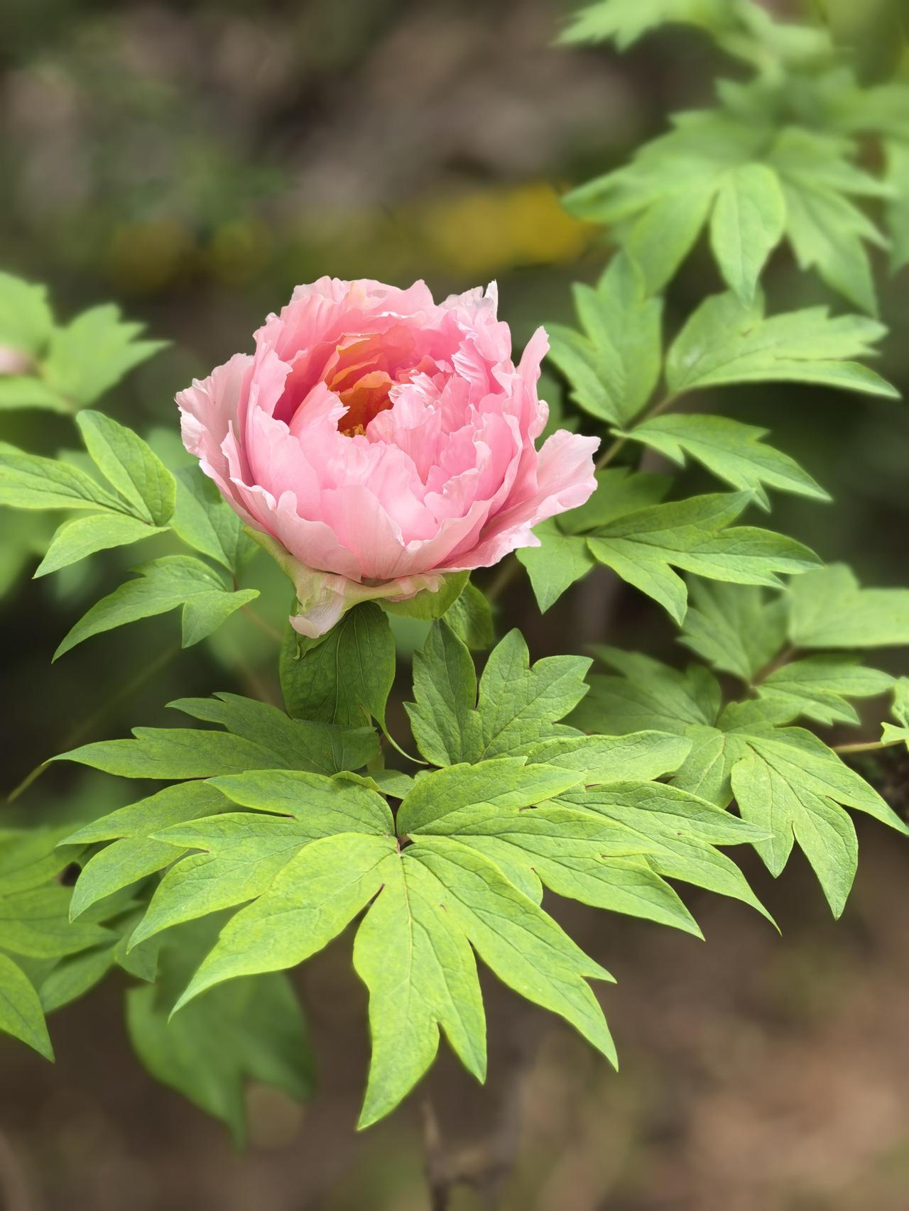 这粉色的牡丹，实在担得起“花中之王”的美誉。她不似大红那般热烈直白，也不像纯白那
