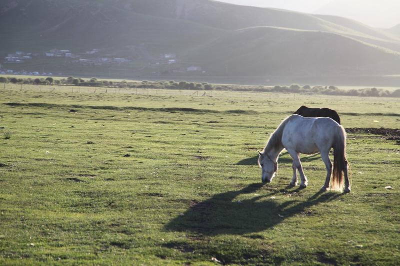 名副其实的草原，
春天到了，
绿油油滴，
管理调控的治愈系草原风光 草原风光美景