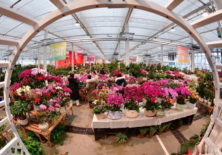 【买年花，办年货！2026合肥迎春花市在合肥肥西开集】1月30日，2026合肥迎