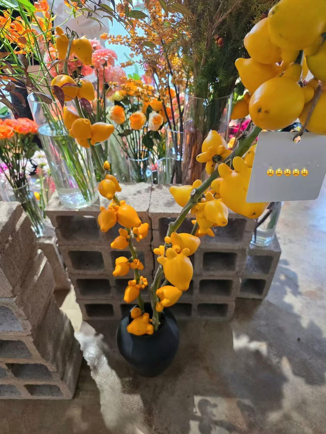 苏新皓顺毛自拍五连，黄金果长得有点像我的手，