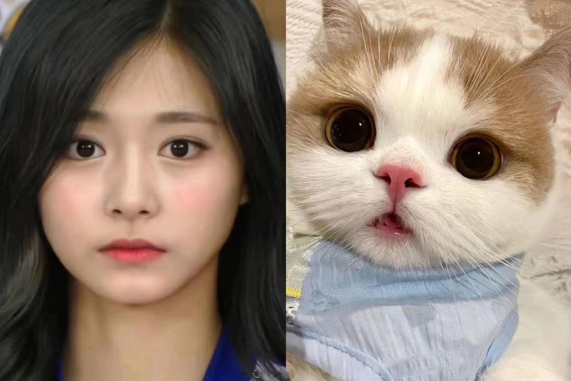 【1083号来信】子瑜是布偶猫 ​​​