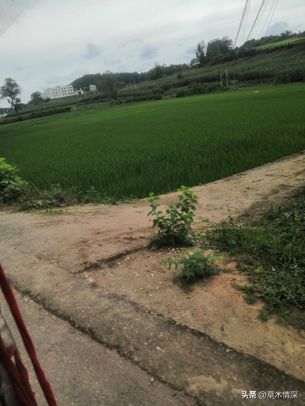 在资阳市乐至县农村的田间地头看到水稻生长，那景象太震撼了！金秋时节，这里稻浪翻滚