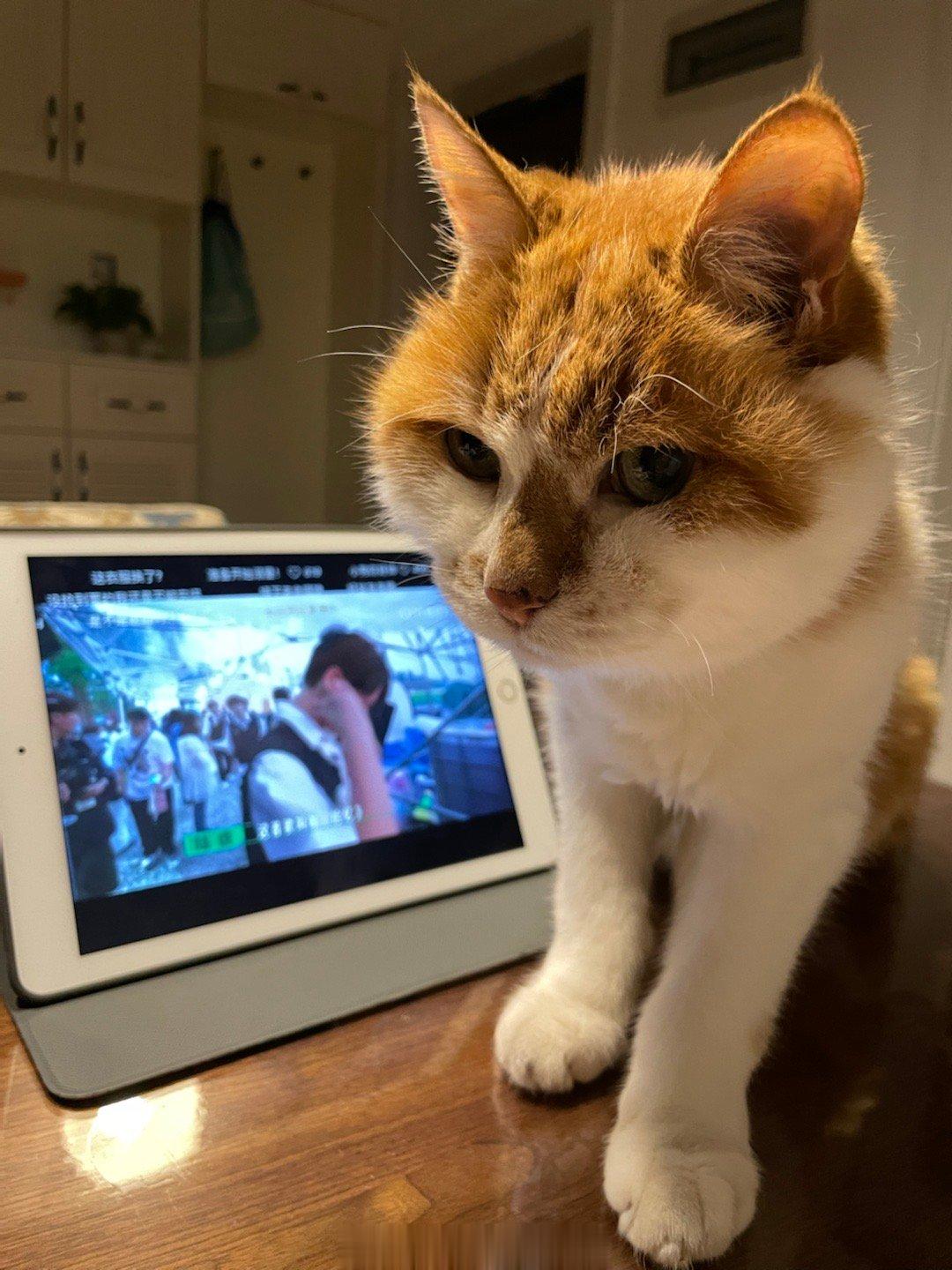 #萌宠那些事[超话]# 杨斑斑你是防治近视纠察队的大队长吗？跳过语言劝阻，直接进