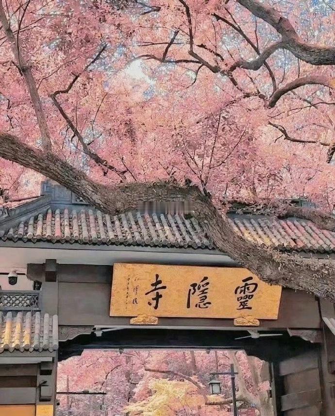 刷到灵隐寺，许愿真的很灵的 