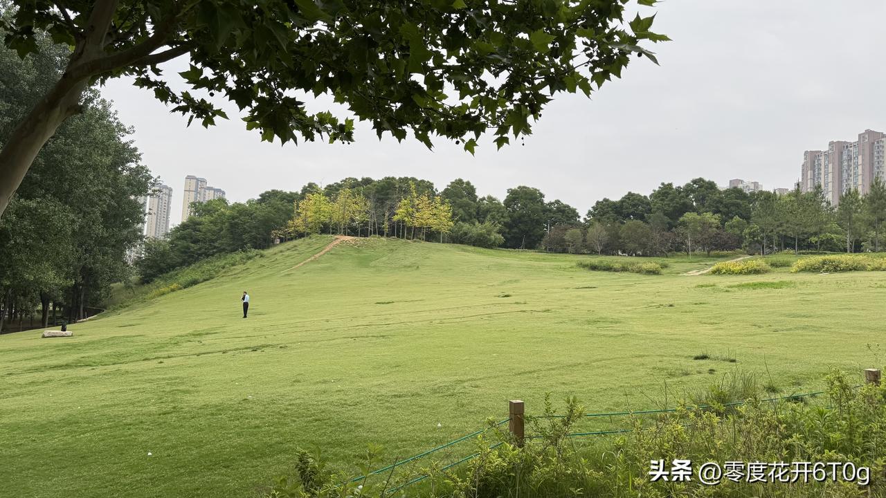 西流湖公园越来越美了，荷叶已铺满池塘