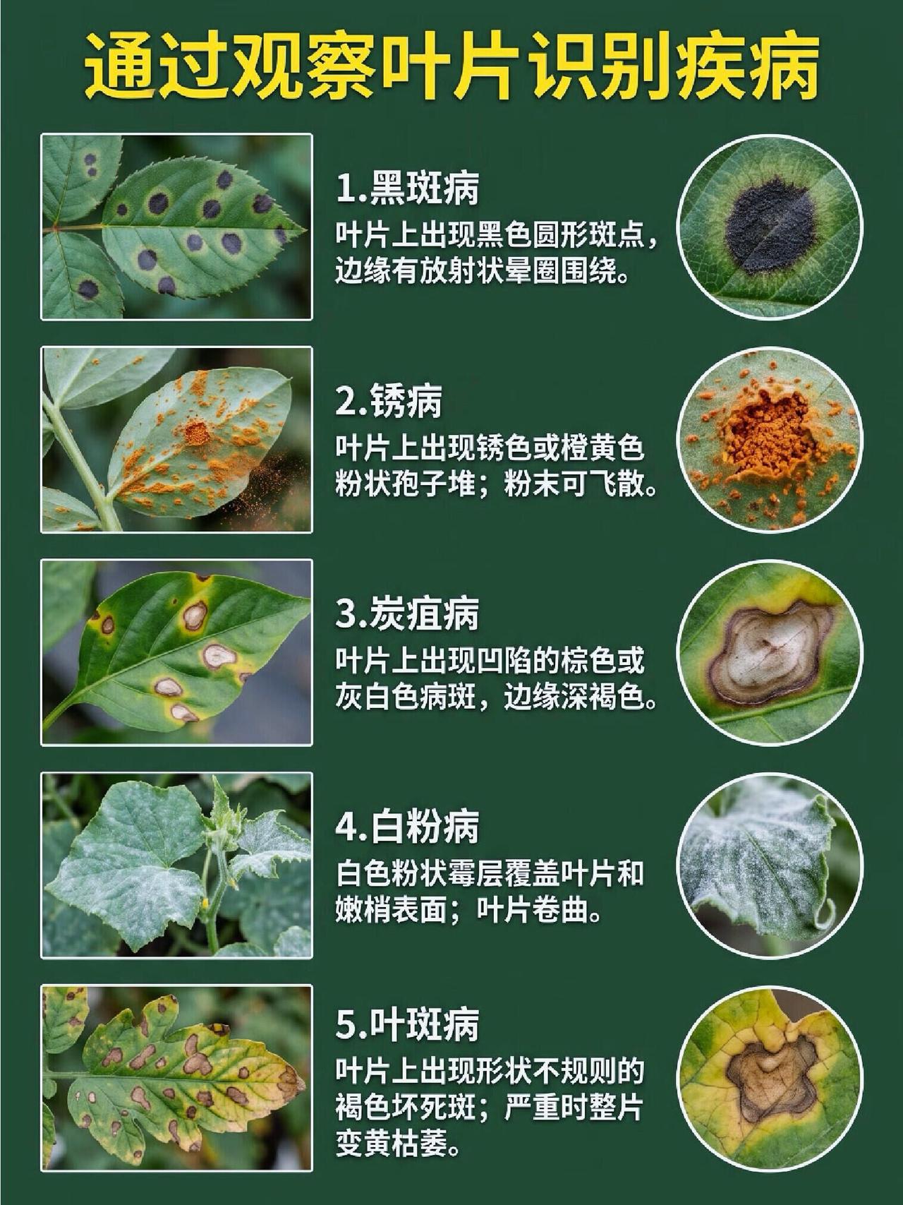 叶片病害识别图 .月季病害分不清？黑斑、白粉、锈病、霜霉一次讲透月季病害 月季黑
