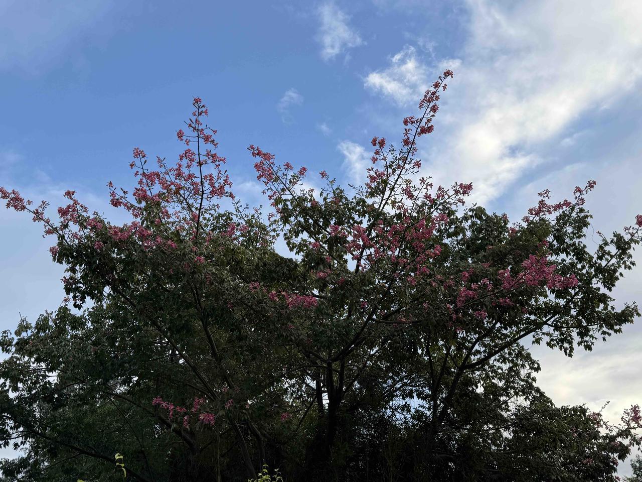 一切都在衰败和凋零，唯有路边的美人树年年花开如斯。
