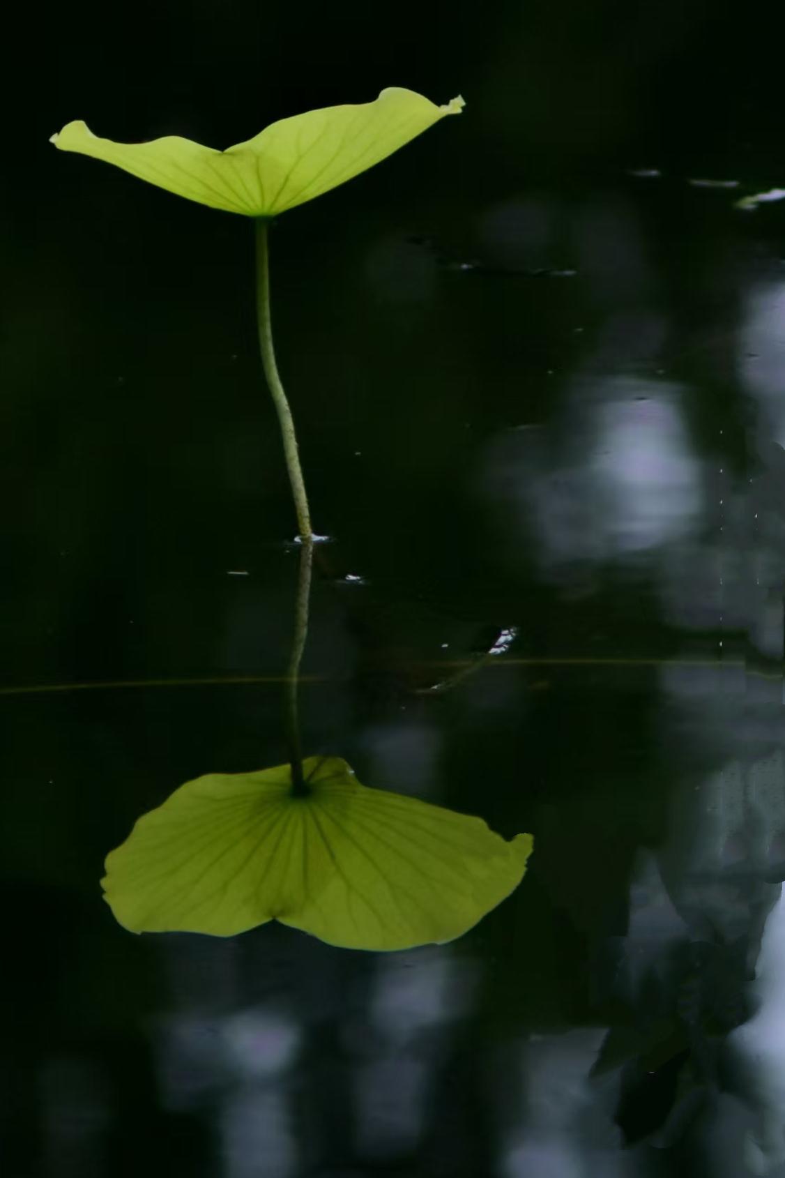 （原创）
念秋……