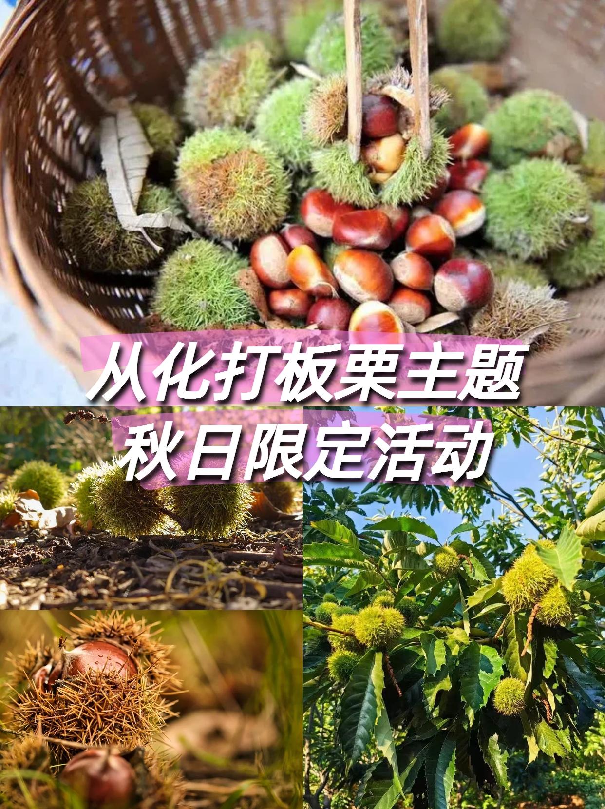 🍂2015年心游户外秋日限定~从化双凤山亲子打板栗捡板栗农趣大作战！
谁懂啊！