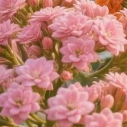 0900长寿花种植&养护方法 一、基础习性喜温暖、光照充足，耐旱怕涝，不耐寒，适