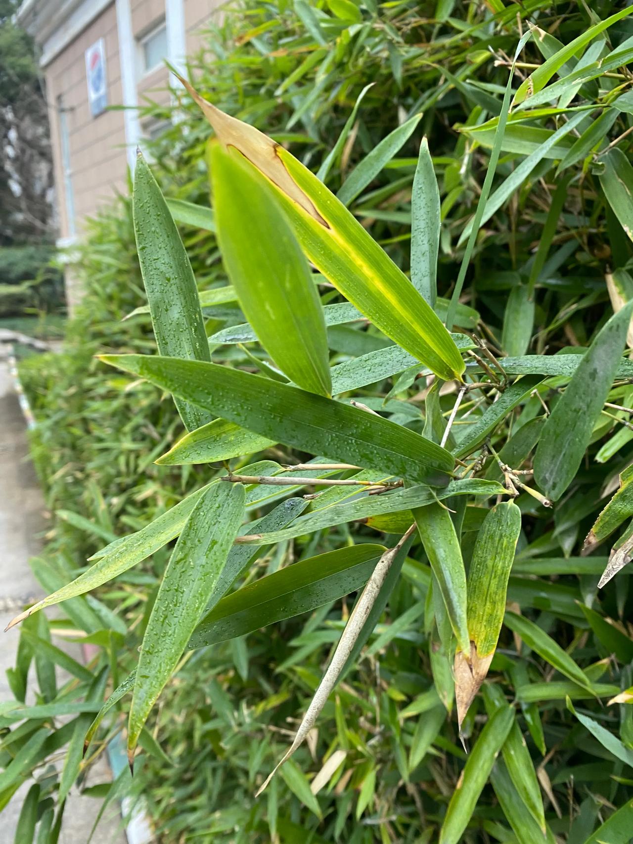 小区里有一排毛竹墙，一年四季旺盛而不枯黄。据说每年年春天它的新芽会顶破水泥地面破