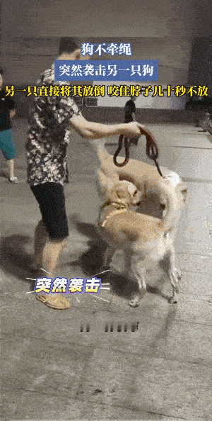 才开始时，女子并没有慌张上前阻止她的“孩子”，大的把她“孩子”按倒时，她才有点紧