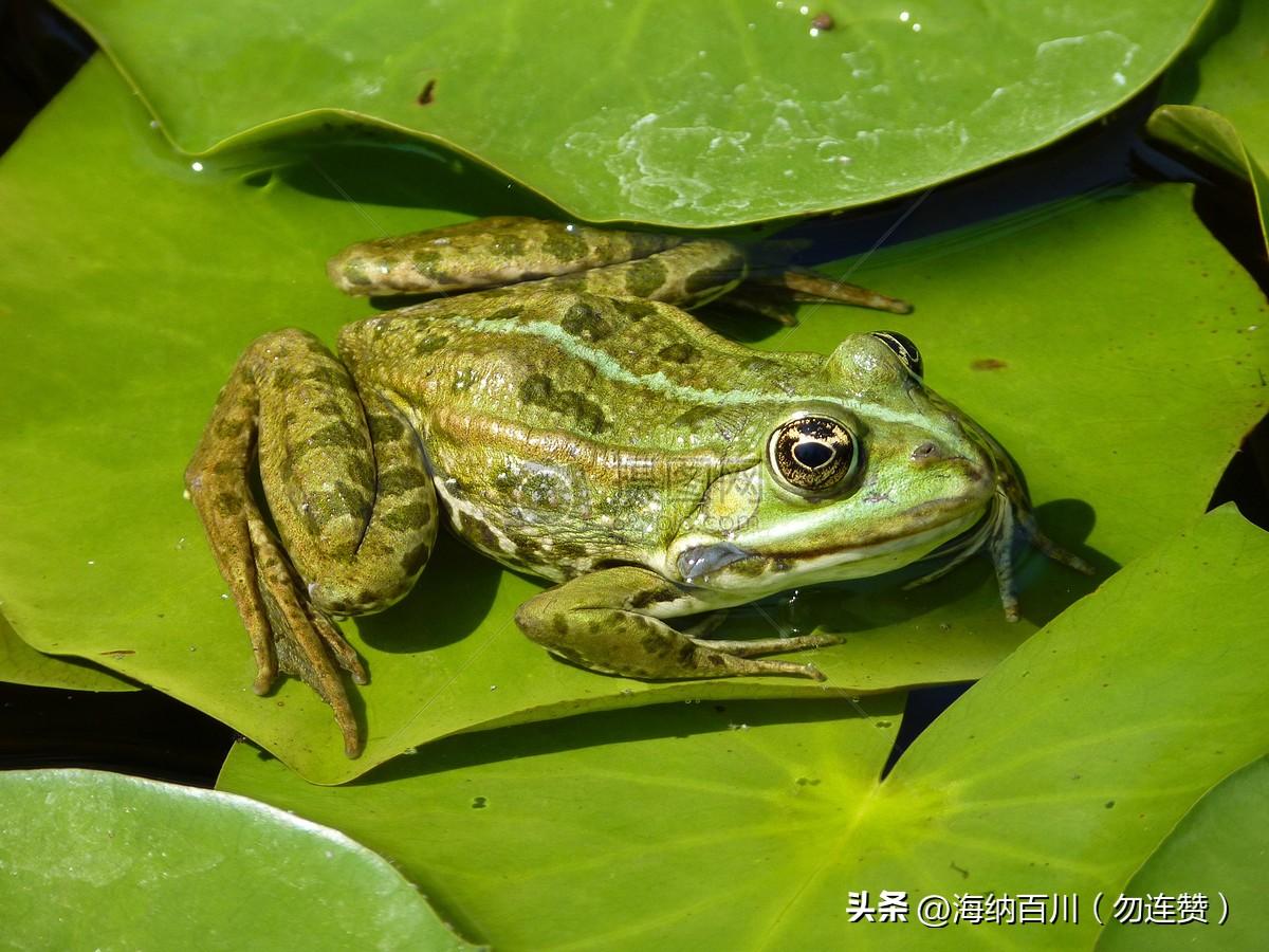 太搞笑了，青蛙竟然被投诉了！
刚才在下边遛弯，听到一个男子给物业打电话，竟然把青