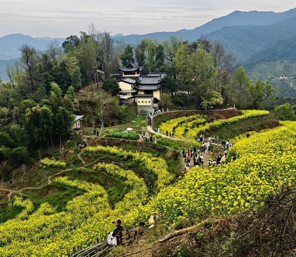 2. 赴一场春日花海之约，在篁岭的梯田间穿行。漫山金黄铺展在山野间，游人穿梭在花