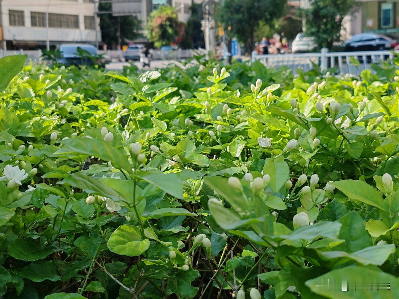 茉莉花香飘万里，我们就在这儿等你，广西横州市欢迎你！