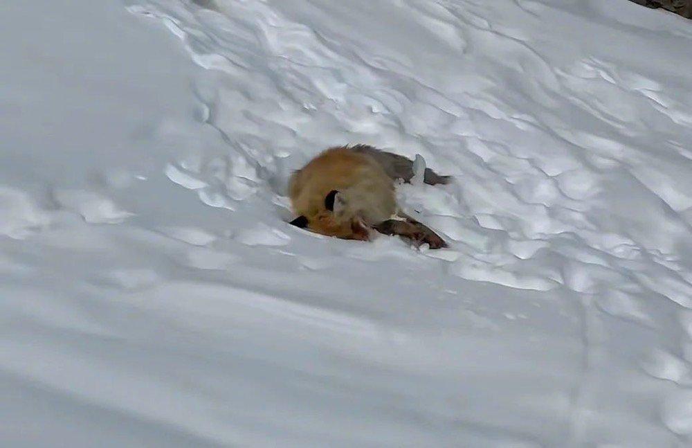 #网红狐狸死在雪地里# 野生动物和家养宠物是有差异的，它们无法适应人类的食物，虽