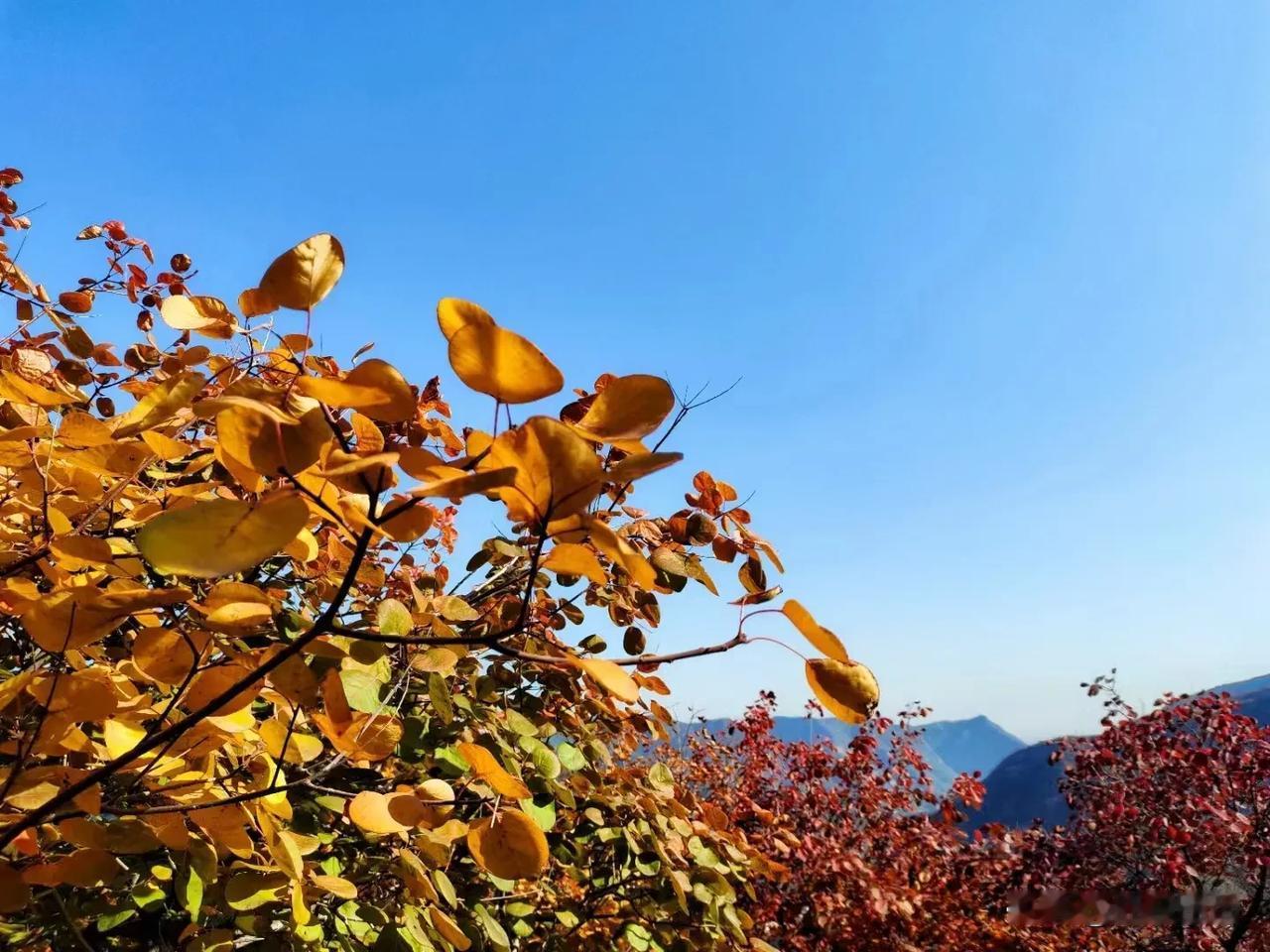 十月末，与我异地而居的先生，决定通勤回来住。
于是巨资买了交通工具和各种通行装备