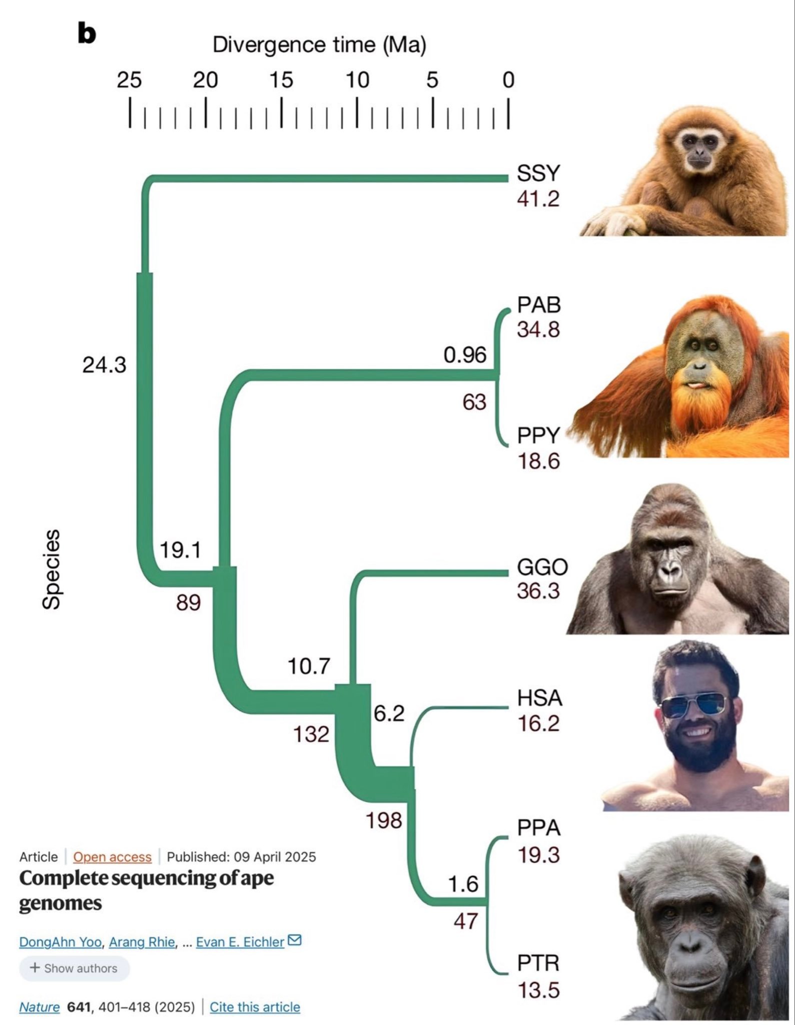 最新数据：我们人类跟黑猩猩、倭黑猩猩的共同祖先生活在大约620万年前！（5.5–