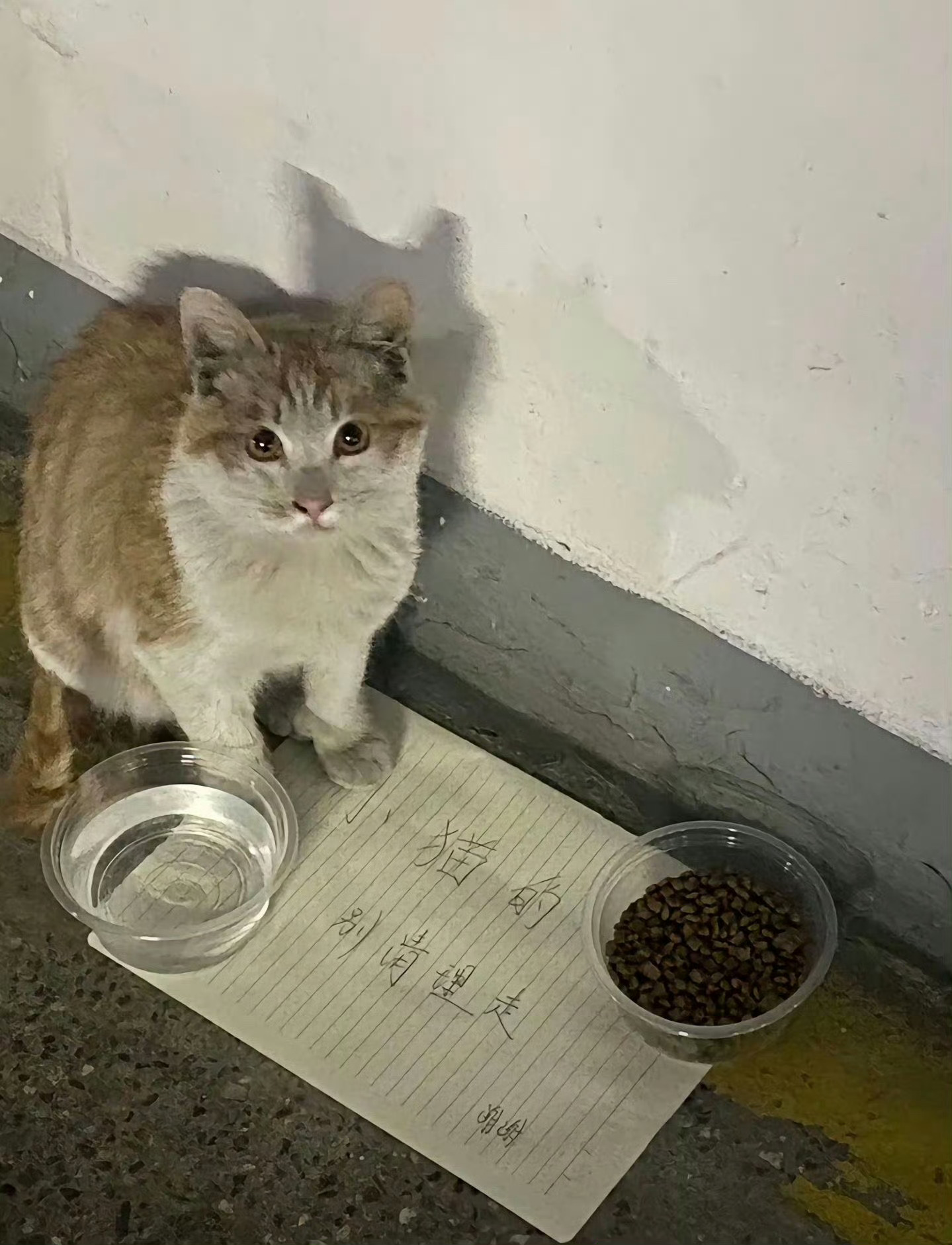 【脏脏包】脏脏包小猫：这是我的食物，别清理走🥹 