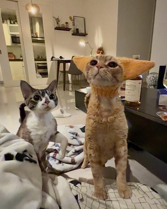 hi 人