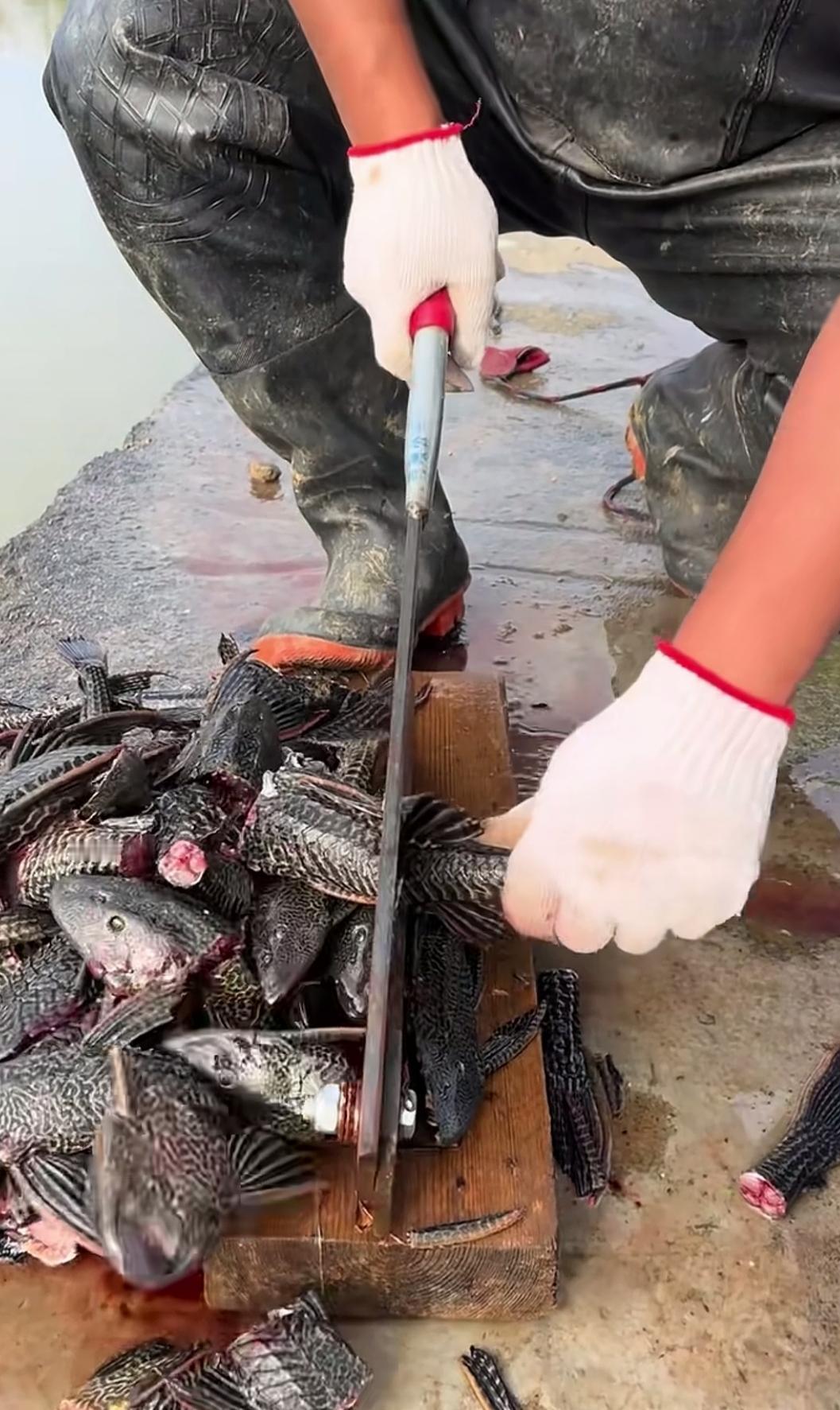 捕捞掩埋清道夫鱼，成了一些主播的流量密码！对于这个令人厌恶的外来入侵鱼种，主播们