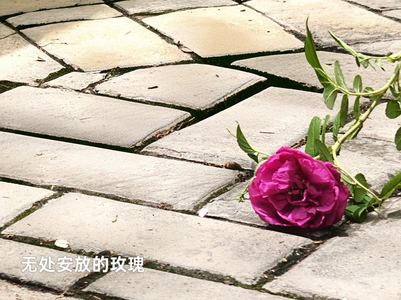 新疆的春天来的太晚了，现在都5月13号了，小区的花儿才开放。
        这