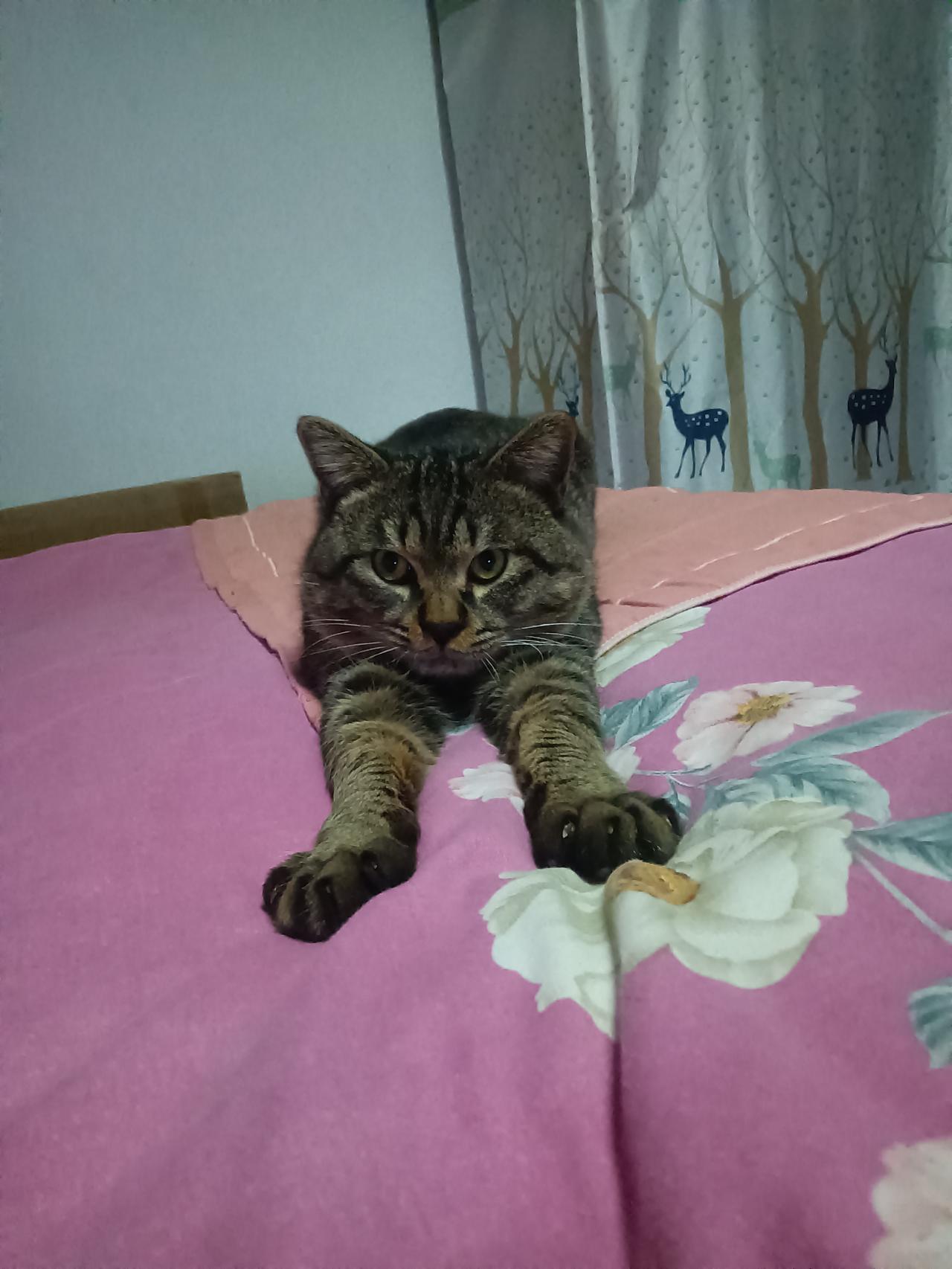 慵懒猫咪，花色床单，温馨卧室铺床猫咪 猫咪床 猫咪床 条纹小猫睡衣 猫人全棉床单