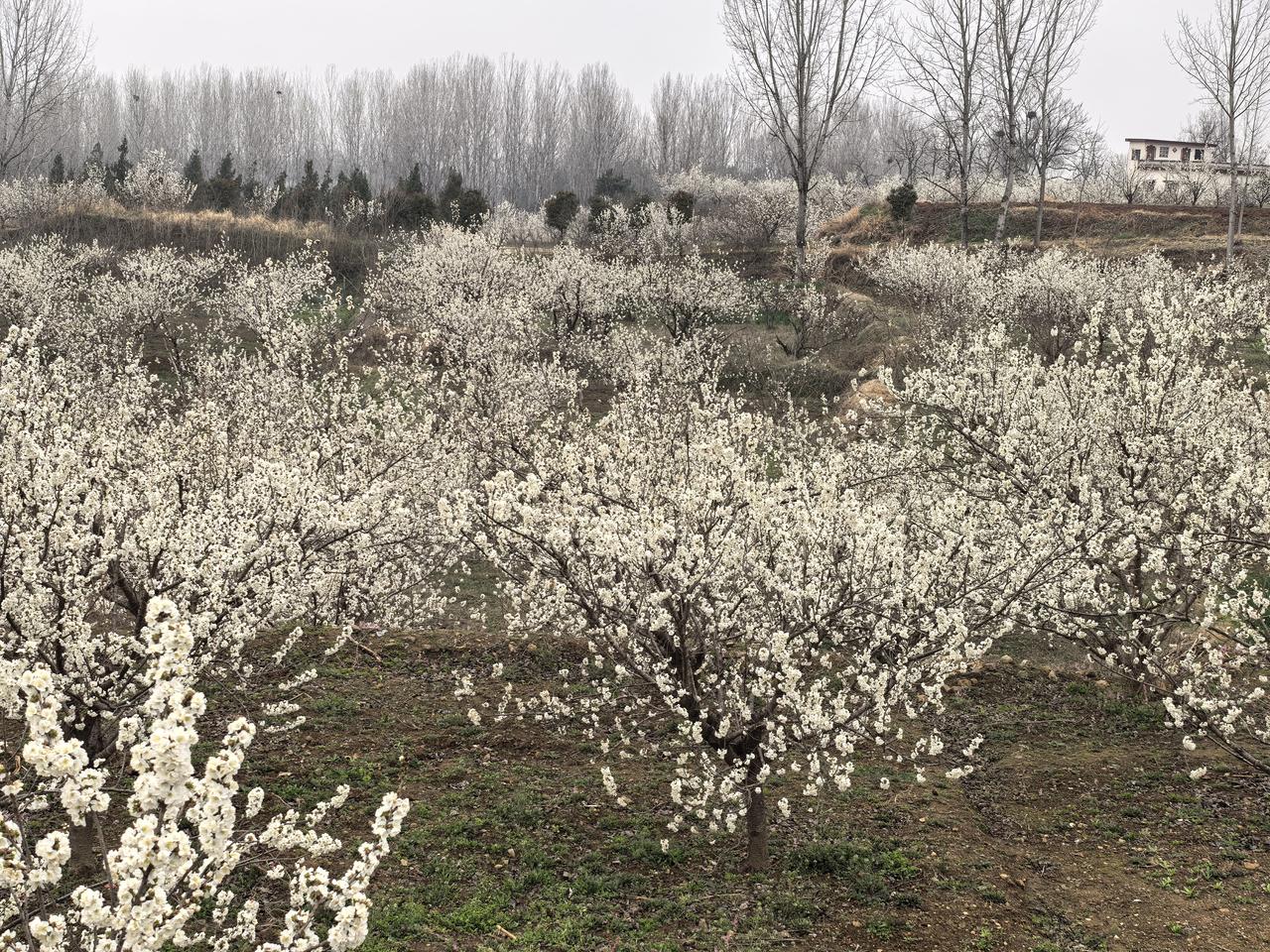发一张你相册最近拍的花为了庆祝三八，我们去看樱桃花开。漫山遍野的樱桃花，如云霞如