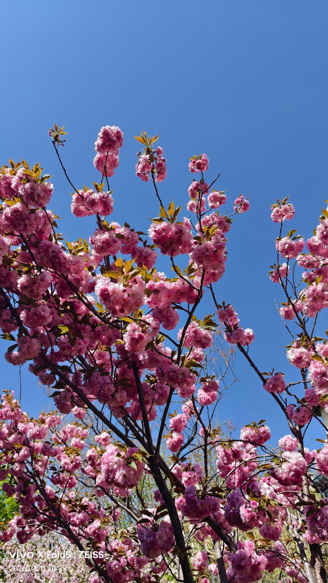 这出个差回到家，花都开成这样了。汽场全开