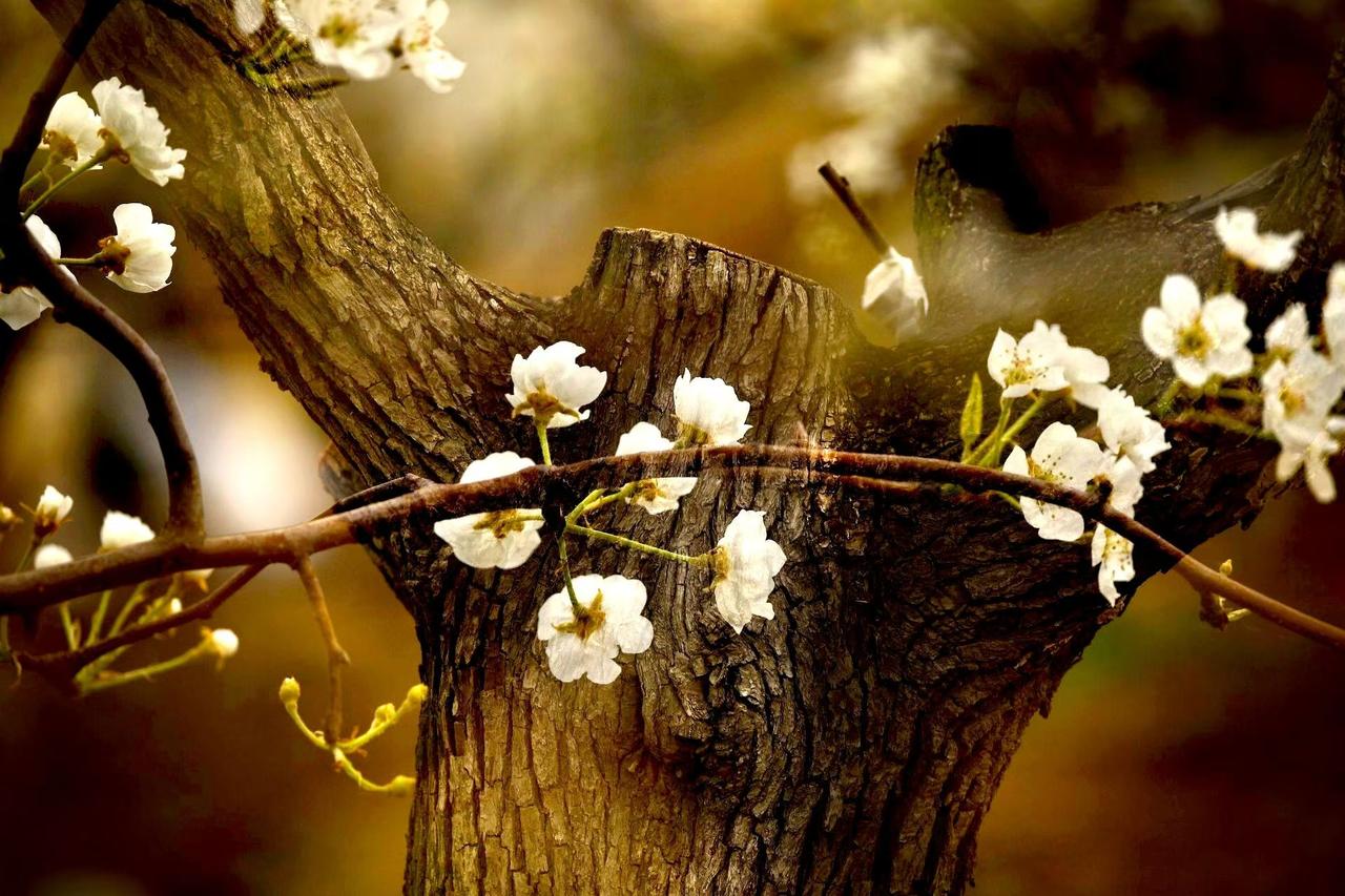 记录我的2026老树干上开出满枝梨花，沧桑与温柔撞了个满怀。岁月刻下的纹路里，藏