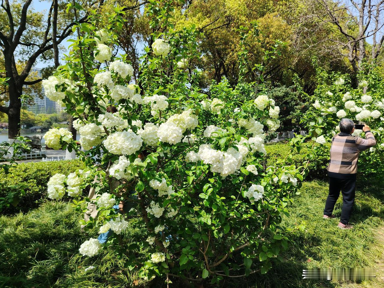 我的今日状态：🏝️旅行度假
我这里的天气：🌤️多云
绣球公园绣球花绣球实拍