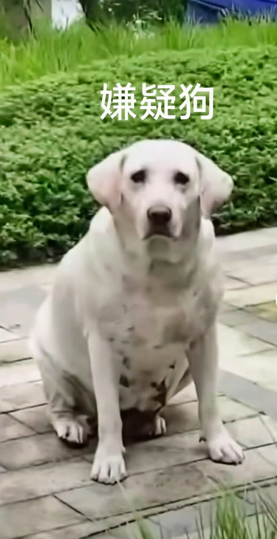 #拉布拉多#白色犬没有咬人，只能说是狗主人的幸运，但将🐶这样放出来，不拴绳、不