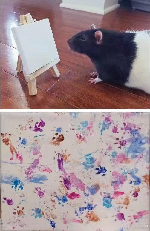 传播鼠图 ​​​