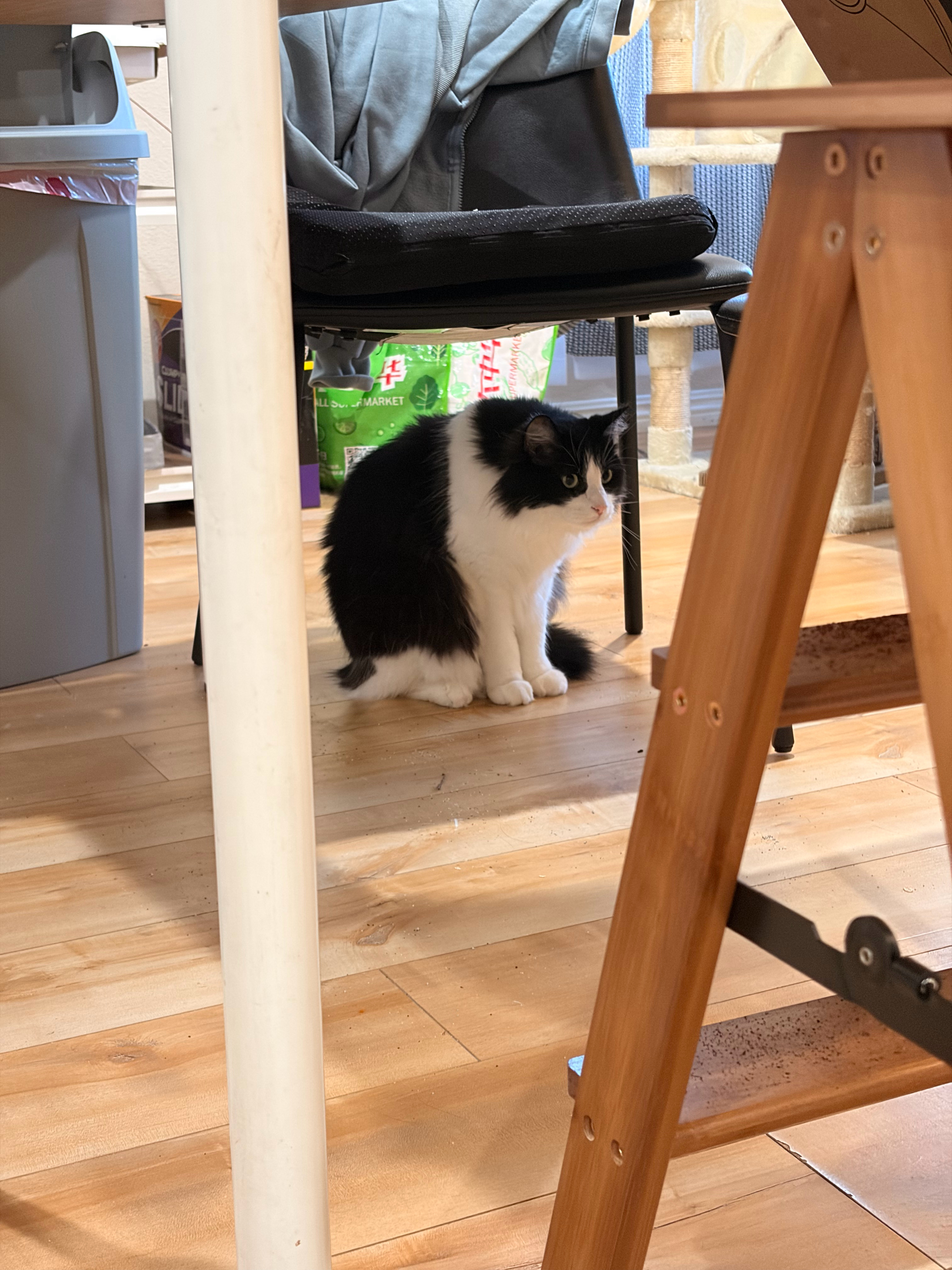 鼠鼠想什么 初次见到扫地机器人的猫 ​​​