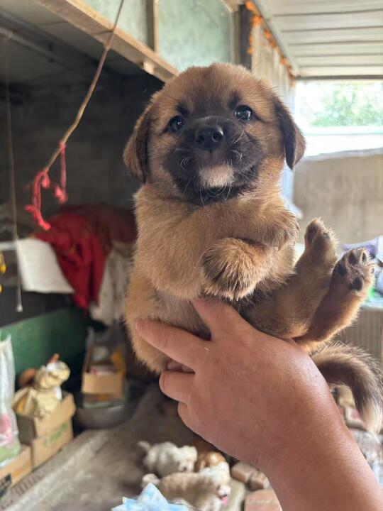 姨姨们真的不进来看看我和哥哥吗？