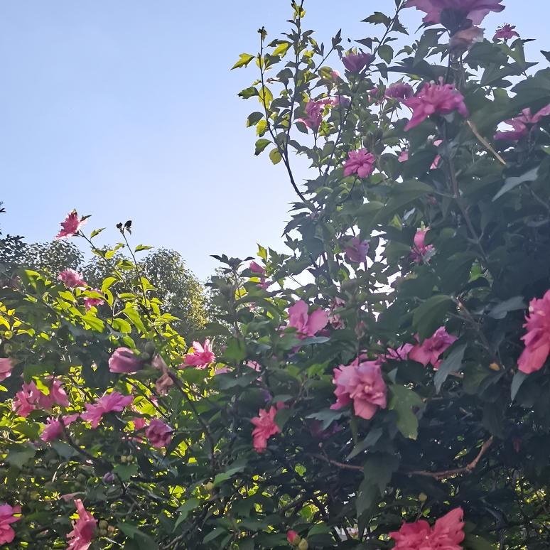 原因是一颗智齿被蛀空了，以前几次发炎，每次发炎时，吃些消炎药就会好些，过一段时间